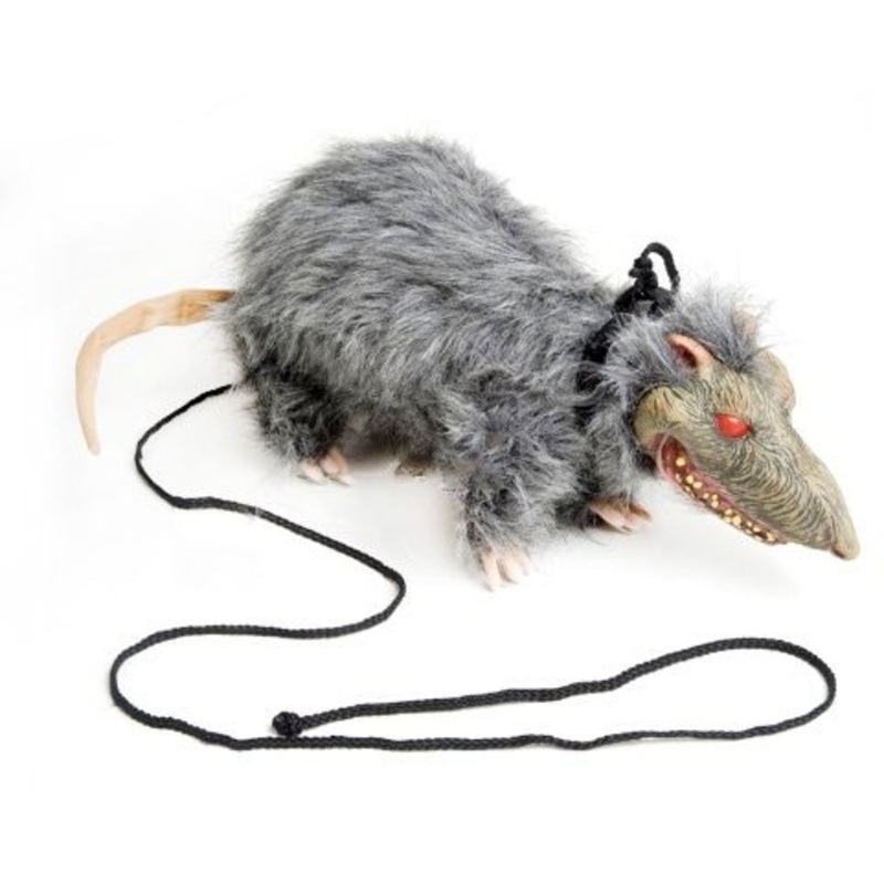 Horror rat scratch on a leash